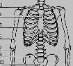 picture rib cage for boiled ribs